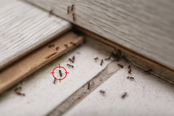 Best Wasp Removal Services  in Ellsworth, ME