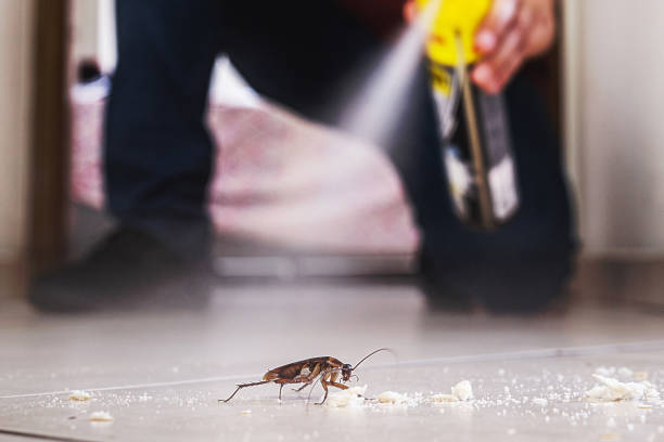Best Affordable Pest Control Services  in Ellsworth, ME